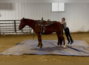 American Quarter Horse, Ruin, 10 Jaar, 150 cm, Donkere-vos