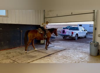 American Quarter Horse, Ruin, 10 Jaar, 150 cm, Donkere-vos