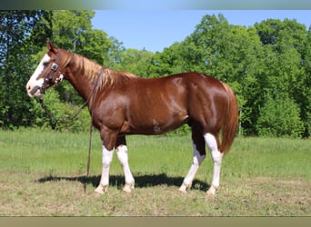 American Quarter Horse, Ruin, 10 Jaar, 150 cm, Donkere-vos