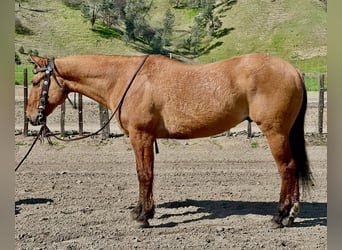American Quarter Horse, Ruin, 10 Jaar, 150 cm, Falbe