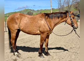 American Quarter Horse, Ruin, 10 Jaar, 150 cm, Falbe