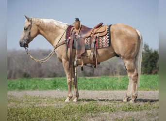 American Quarter Horse, Ruin, 10 Jaar, 150 cm, Palomino