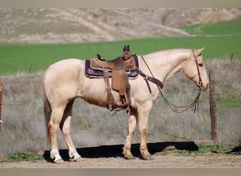 American Quarter Horse, Ruin, 10 Jaar, 150 cm, Palomino