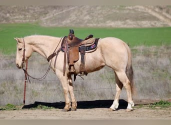 American Quarter Horse, Ruin, 10 Jaar, 150 cm, Palomino