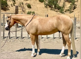 American Quarter Horse, Ruin, 10 Jaar, 150 cm, Palomino