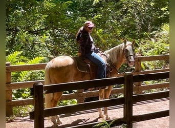 American Quarter Horse, Ruin, 10 Jaar, 150 cm, Palomino