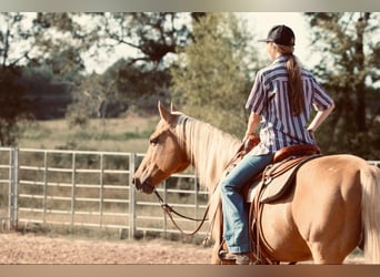 American Quarter Horse, Ruin, 10 Jaar, 150 cm, Palomino