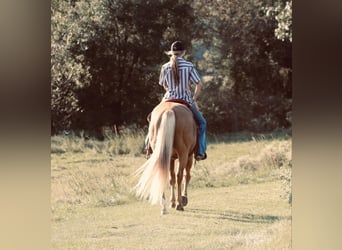 American Quarter Horse, Ruin, 10 Jaar, 150 cm, Palomino