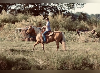 American Quarter Horse, Ruin, 10 Jaar, 150 cm, Palomino