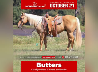 American Quarter Horse, Ruin, 10 Jaar, 150 cm, Palomino