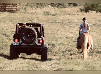 American Quarter Horse, Ruin, 10 Jaar, 150 cm, Palomino