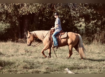 American Quarter Horse, Ruin, 10 Jaar, 150 cm, Palomino