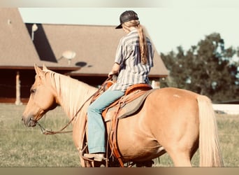 American Quarter Horse, Ruin, 10 Jaar, 150 cm, Palomino