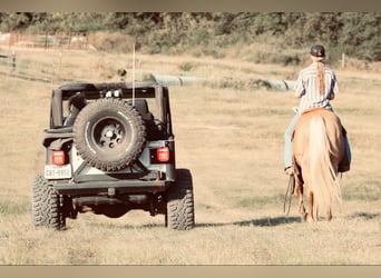 American Quarter Horse, Ruin, 10 Jaar, 150 cm, Palomino