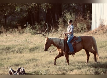 American Quarter Horse, Ruin, 10 Jaar, 150 cm, Palomino