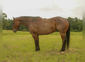 American Quarter Horse, Ruin, 10 Jaar, 150 cm, Roan-Bay