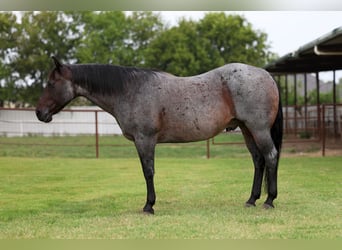 American Quarter Horse, Ruin, 10 Jaar, 150 cm, Roan-Blue