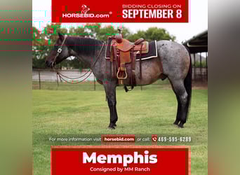 American Quarter Horse, Ruin, 10 Jaar, 150 cm, Roan-Blue