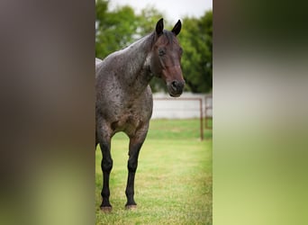 American Quarter Horse, Ruin, 10 Jaar, 150 cm, Roan-Blue