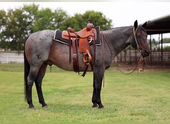 American Quarter Horse, Ruin, 10 Jaar, 150 cm, Roan-Blue