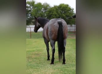 American Quarter Horse, Ruin, 10 Jaar, 150 cm, Roan-Blue