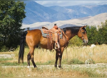 American Quarter Horse, Ruin, 10 Jaar, 150 cm, Roodbruin