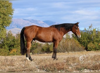 American Quarter Horse, Ruin, 10 Jaar, 150 cm, Roodbruin