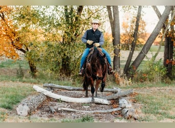 American Quarter Horse, Ruin, 10 Jaar, 150 cm, Roodbruin