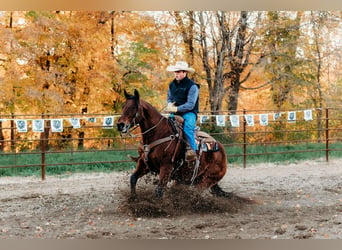 American Quarter Horse, Ruin, 10 Jaar, 150 cm, Roodbruin