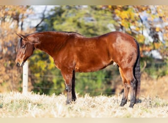 American Quarter Horse, Ruin, 10 Jaar, 150 cm, Roodbruin