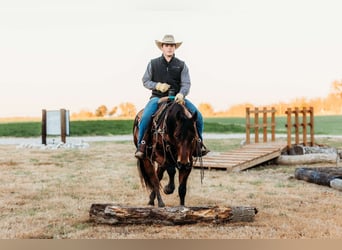 American Quarter Horse, Ruin, 10 Jaar, 150 cm, Roodbruin