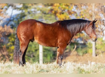 American Quarter Horse, Ruin, 10 Jaar, 150 cm, Roodbruin