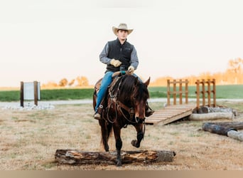 American Quarter Horse, Ruin, 10 Jaar, 150 cm, Roodbruin