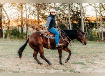 American Quarter Horse, Ruin, 10 Jaar, 150 cm, Roodbruin