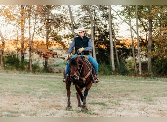 American Quarter Horse, Ruin, 10 Jaar, 150 cm, Roodbruin