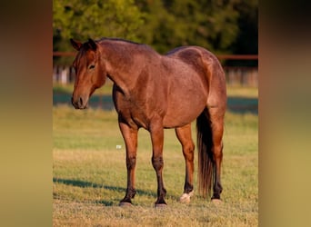 American Quarter Horse, Ruin, 10 Jaar, 150 cm, Roodbruin