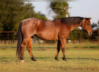 American Quarter Horse, Ruin, 10 Jaar, 150 cm, Roodbruin