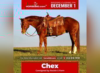 American Quarter Horse, Ruin, 10 Jaar, 150 cm, Roodvos