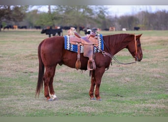 American Quarter Horse, Ruin, 10 Jaar, 150 cm, Roodvos