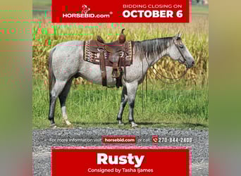 American Quarter Horse, Ruin, 10 Jaar, 150 cm, Schimmel