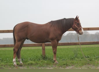 American Quarter Horse, Ruin, 10 Jaar, 150 cm, Vos