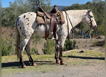 American Quarter Horse, Ruin, 10 Jaar, 150 cm, Wit