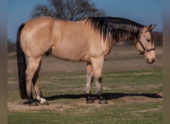 American Quarter Horse, Ruin, 10 Jaar, 152 cm, Buckskin