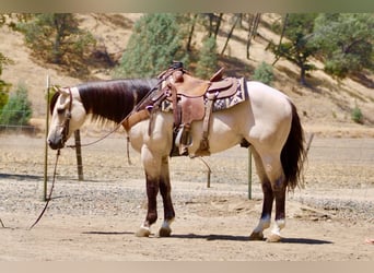 American Quarter Horse, Ruin, 10 Jaar, 152 cm, Buckskin