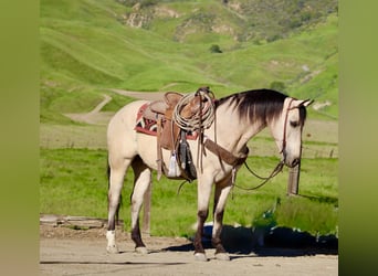 American Quarter Horse, Ruin, 10 Jaar, 152 cm, Buckskin