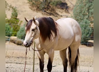 American Quarter Horse, Ruin, 10 Jaar, 152 cm, Buckskin