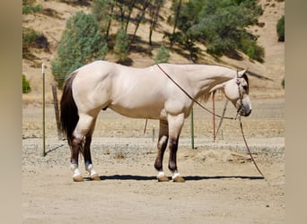 American Quarter Horse, Ruin, 10 Jaar, 152 cm, Buckskin