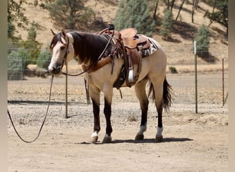 American Quarter Horse, Ruin, 10 Jaar, 152 cm, Buckskin