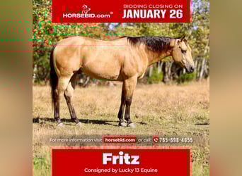 American Quarter Horse, Ruin, 10 Jaar, 152 cm, Buckskin