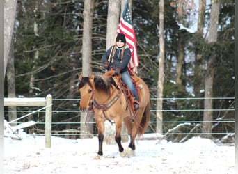 American Quarter Horse, Ruin, 10 Jaar, 152 cm, Buckskin